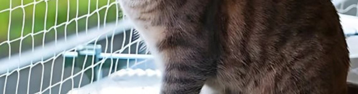 Kedi Balkondan Düşer mi? Yüksek İrtifa Sendromu ve Önlemler