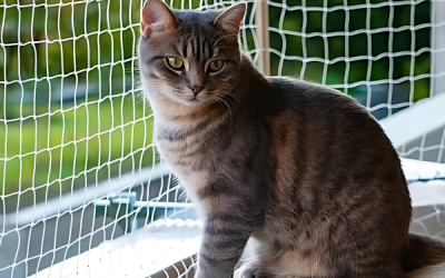 Kedi Filesi Nasıl Seçilir? Göz Aralığı ve İp Kalınlığı Rehberi